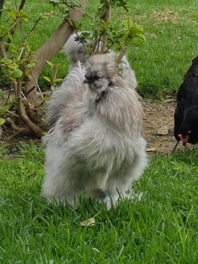 Finca La Gallina Blanca Alhaurín el Grande Kültér fotó